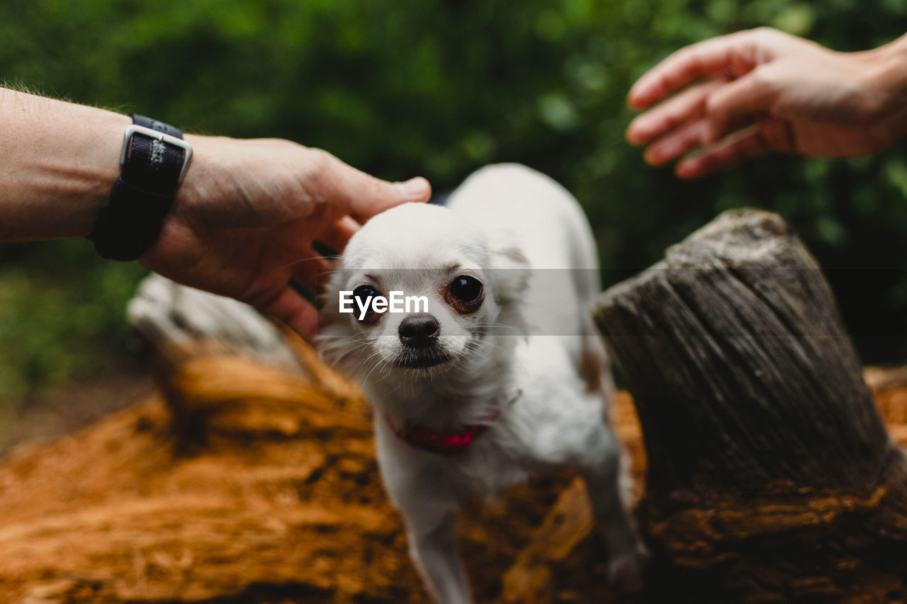 CLOSE-UP OF HAND WITH DOG