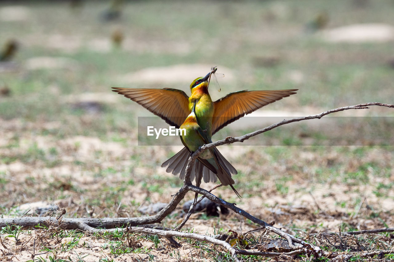 BIRD PERCHING ON A FIELD