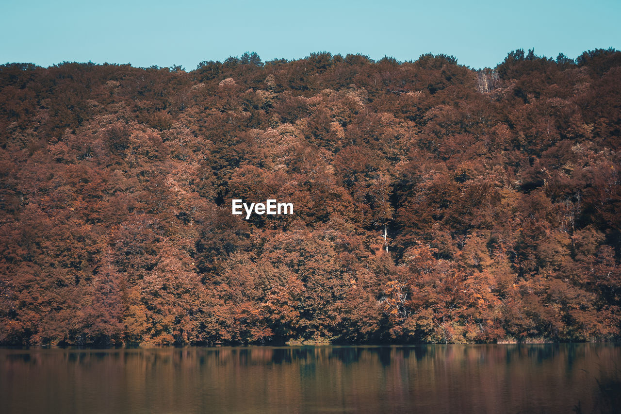 Scenic view of trees against clear sky