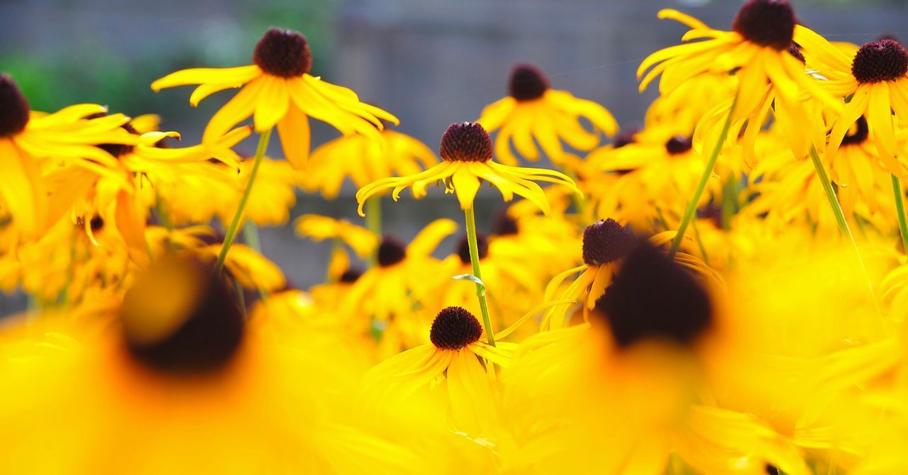 REAR VIEW OF PEOPLE ON YELLOW FLOWER