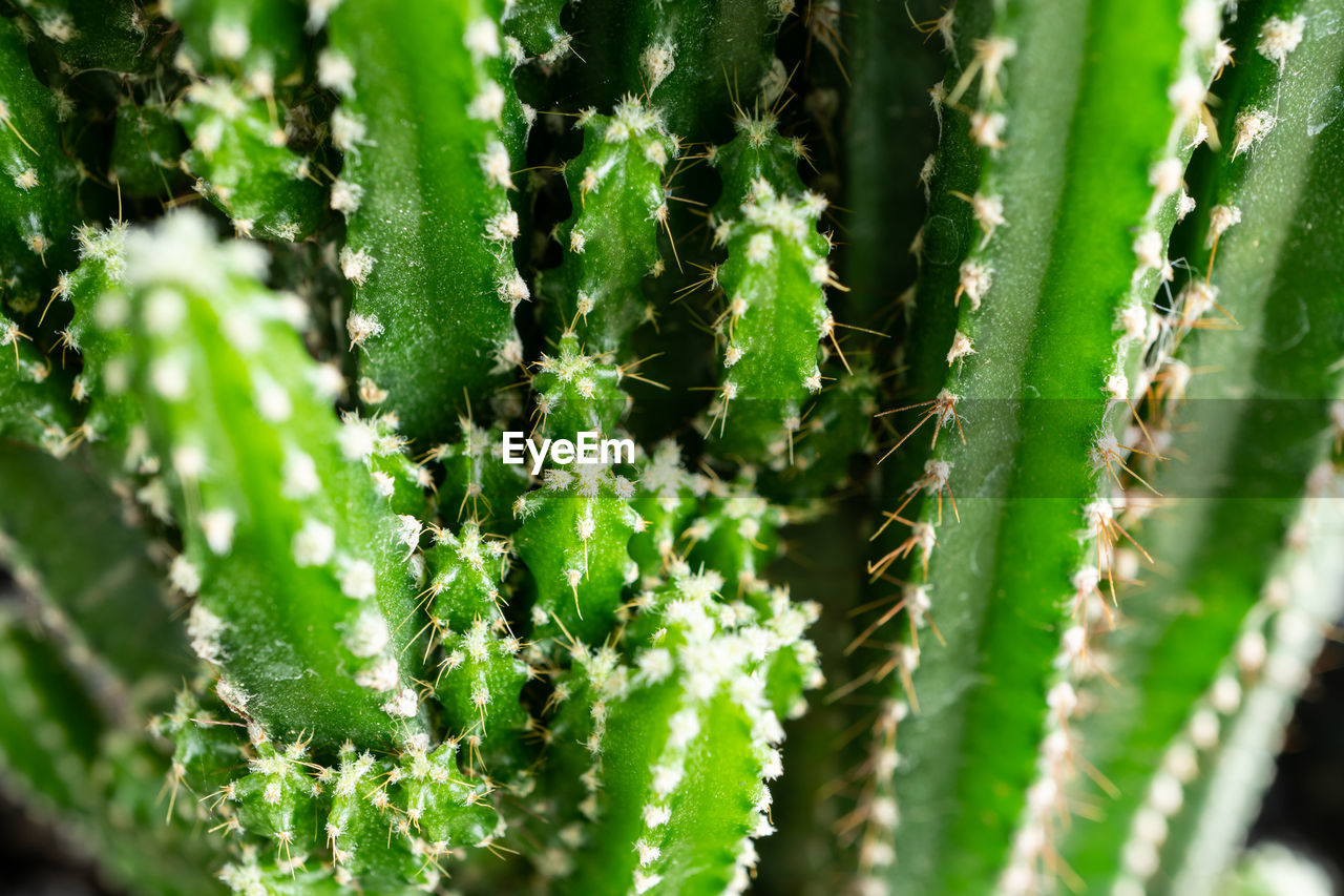 green, plant, growth, nature, beauty in nature, no people, close-up, day, leaf, plant part, flower, succulent plant, plant stem, cactus, selective focus, outdoors, thorn, ferns and horsetails, full frame, sunlight, freshness, tranquility, land, backgrounds