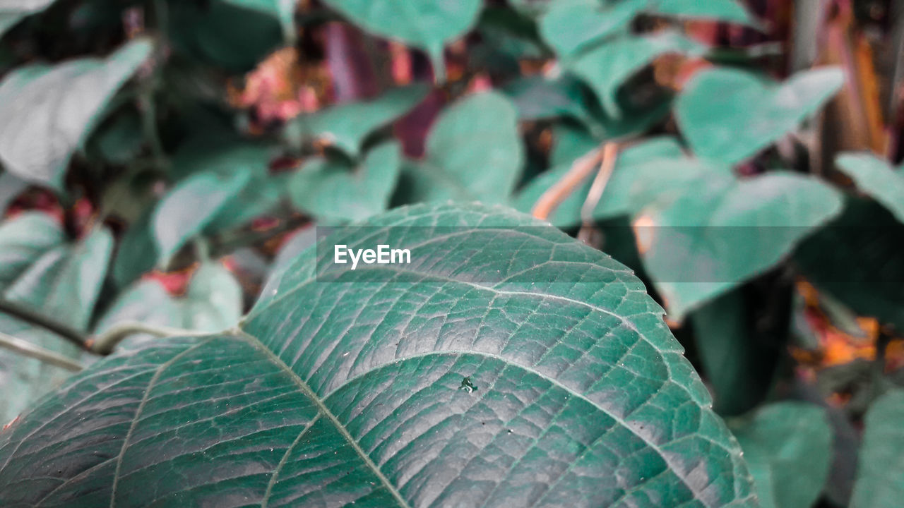 Close-up of green leaves