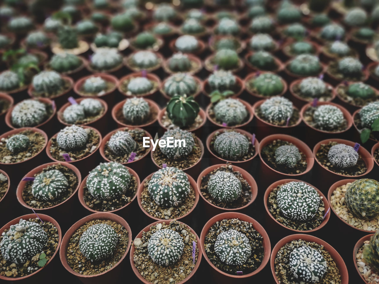 FULL FRAME SHOT OF SUCCULENT PLANTS IN POT