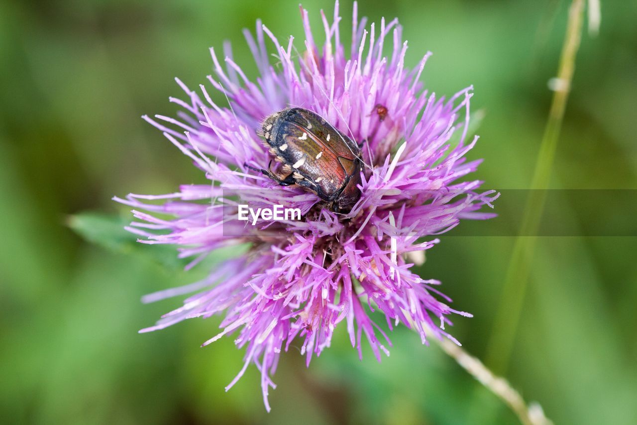 CLOSE-UP OF BEE ON PURPLE FLOWER