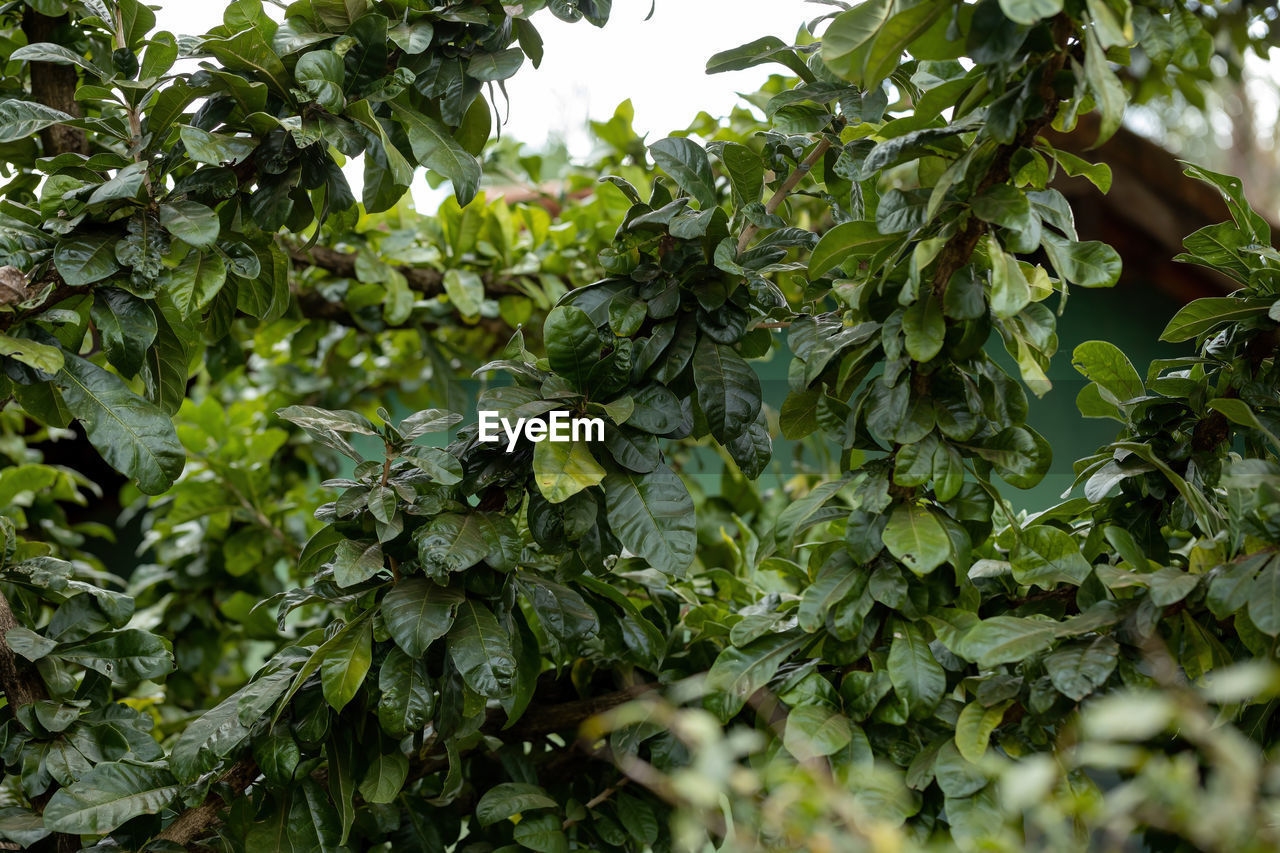 FULL FRAME SHOT OF GREEN LEAVES