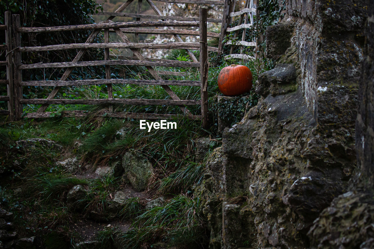 VIEW OF APPLES GROWING ON TREE