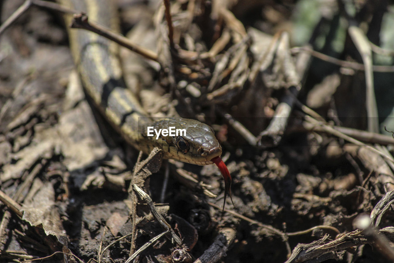 CLOSE-UP OF A LIZARD ON A FIELD