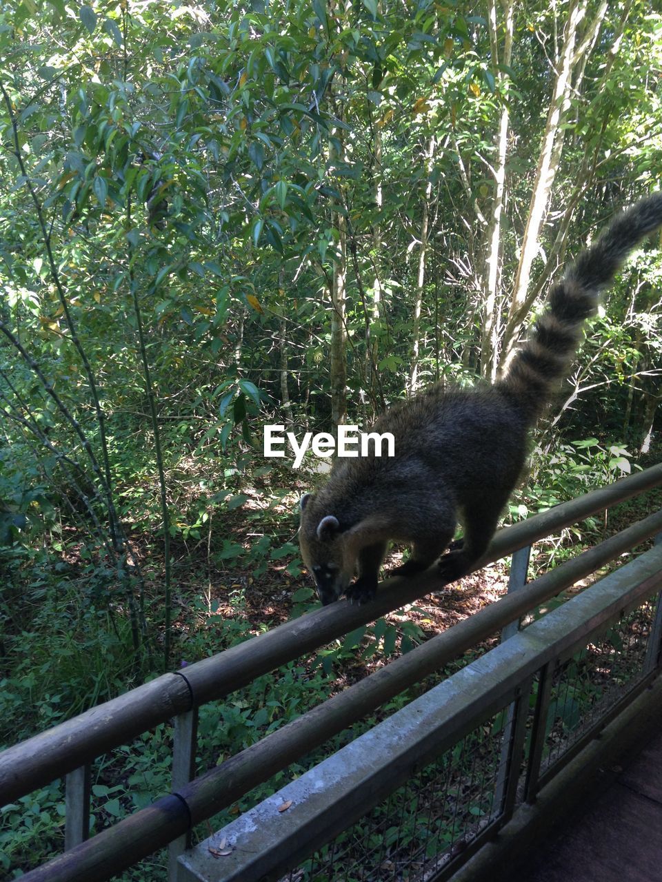 A general view of a coatimundi