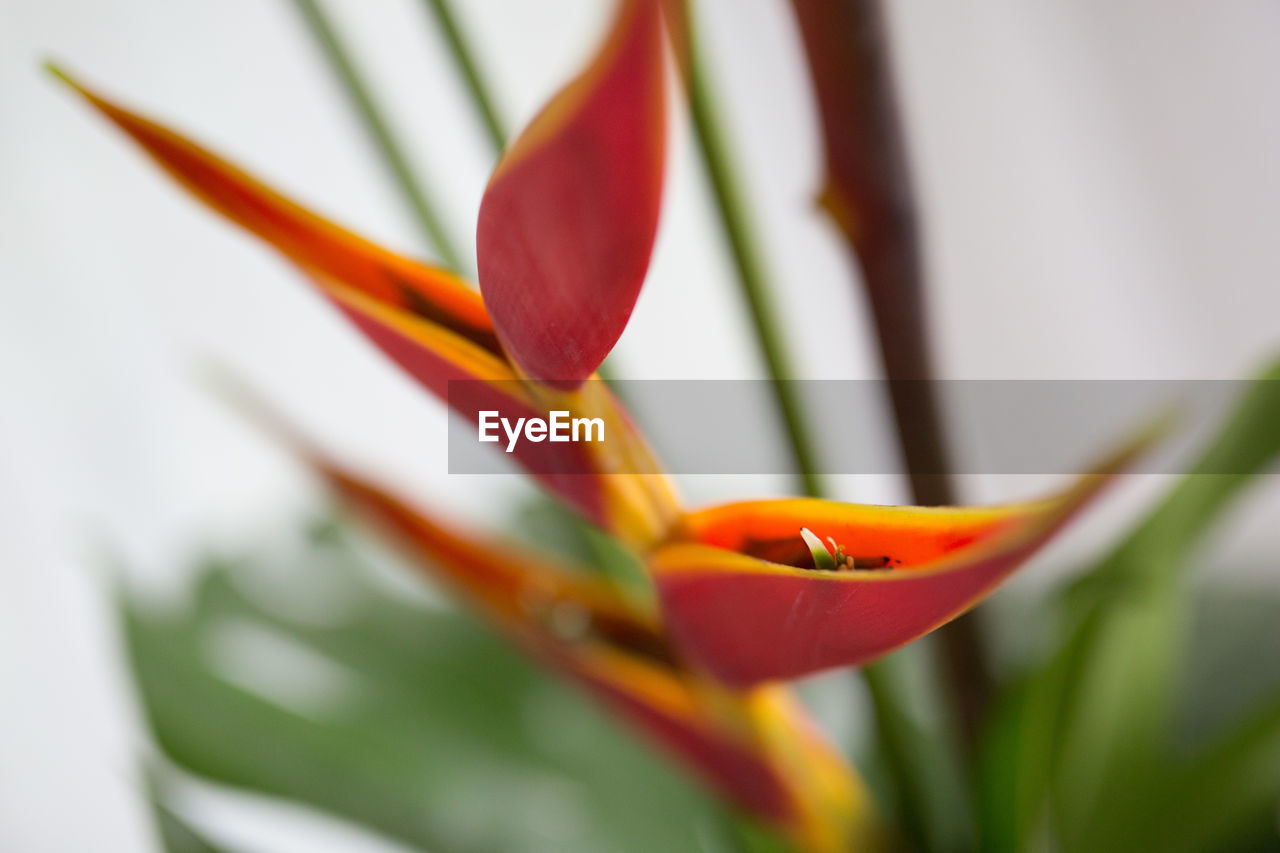 Close-up of heliconia blooming outdoors