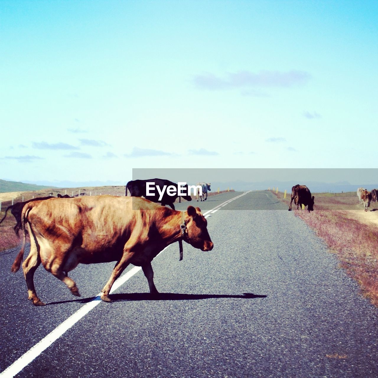 Group of cows crossing the road