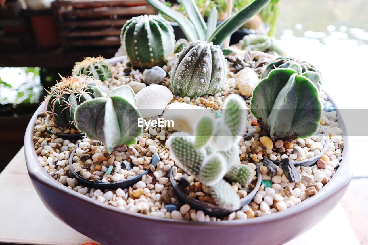 CLOSE-UP OF SUCCULENT PLANT IN CONTAINER