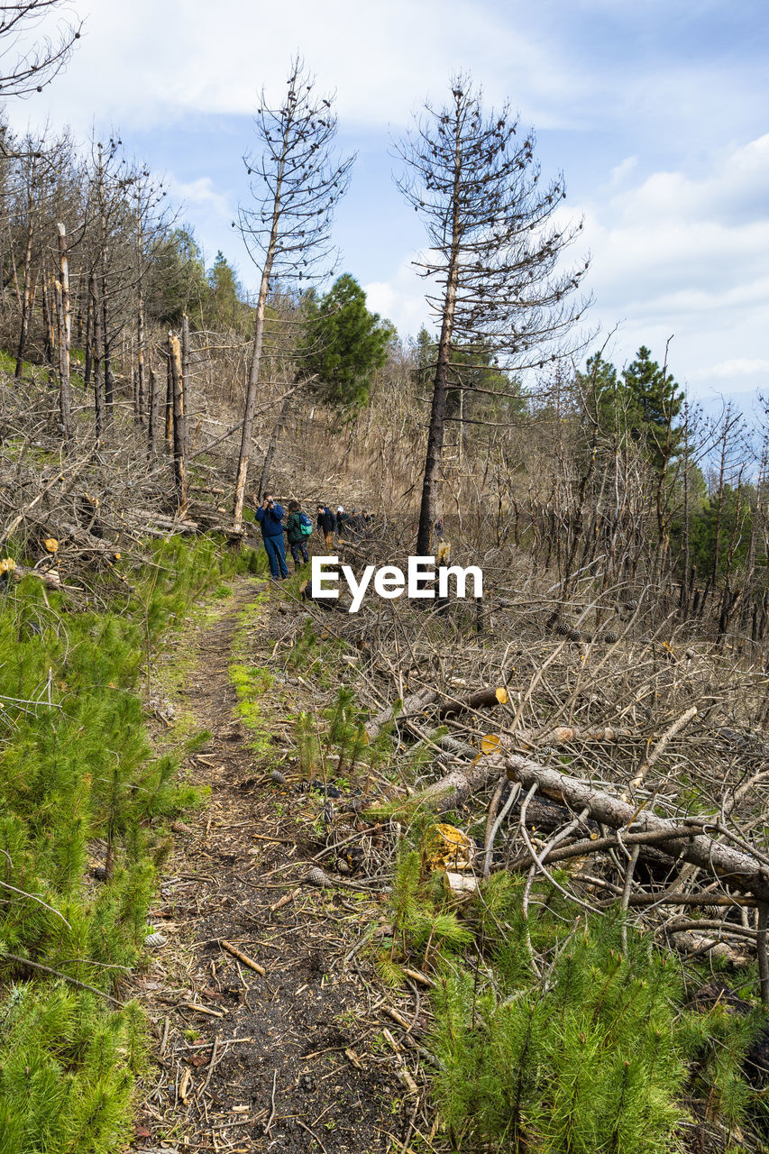 REAR VIEW OF PEOPLE WALKING ON LAND IN FOREST