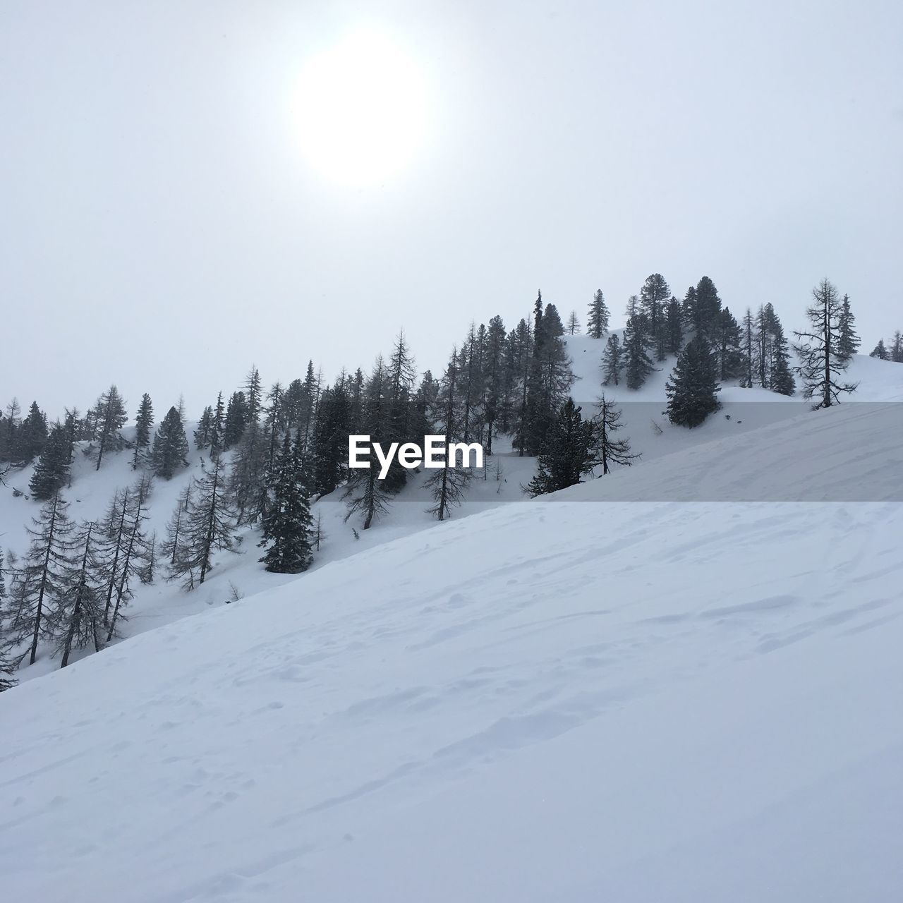 Trees on snow covered landscape against sky