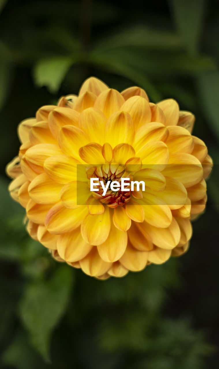 CLOSE-UP OF DAHLIA