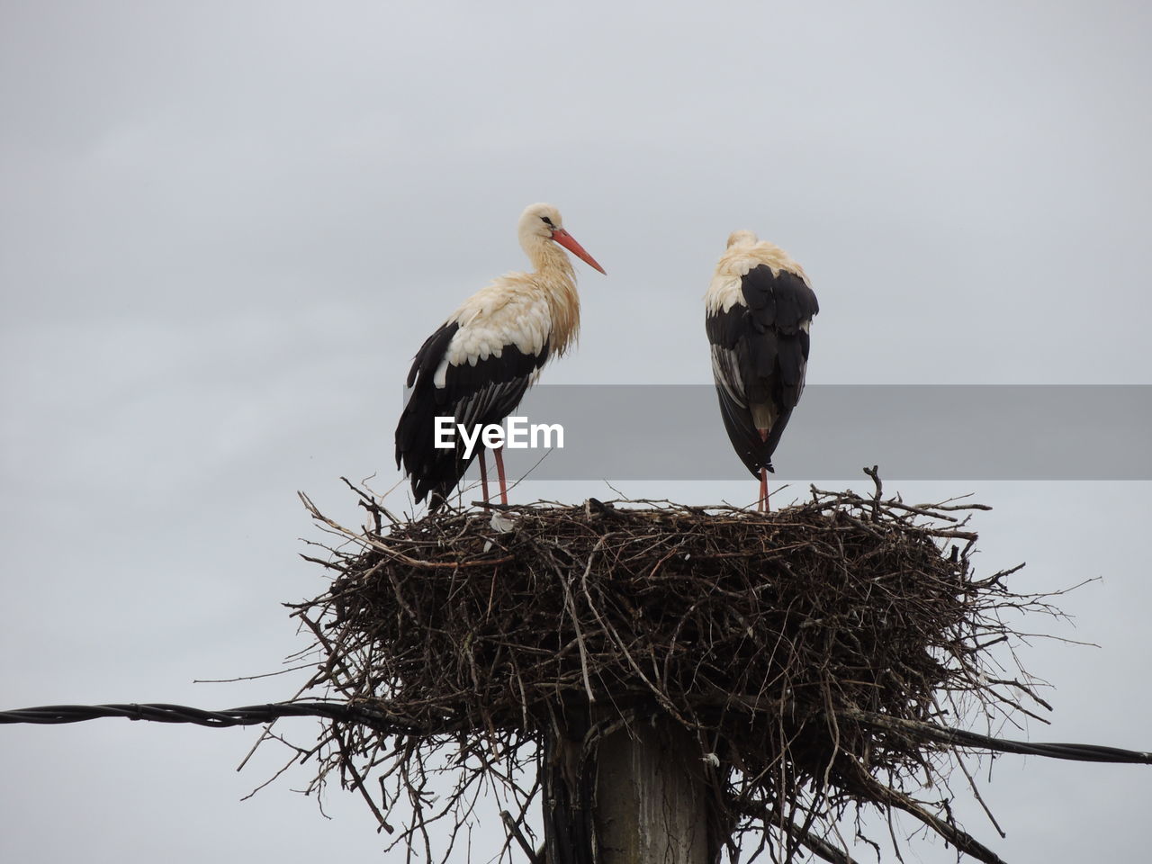 Low angle view of storks perching on nest against clear sky