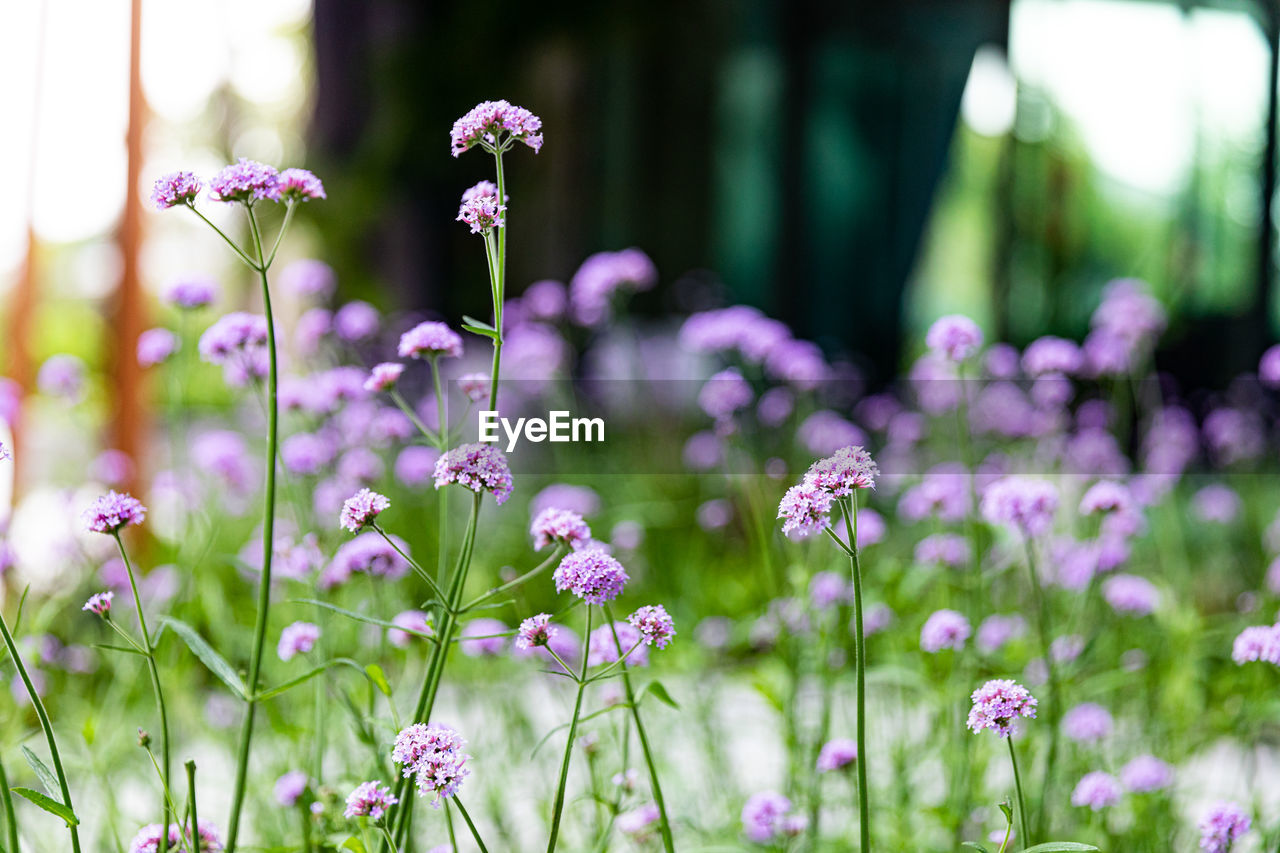 flower, flowering plant, plant, beauty in nature, freshness, nature, purple, summer, meadow, grass, close-up, no people, field, fragility, growth, focus on foreground, environment, land, outdoors, flowerbed, garden, multi colored, springtime, selective focus, front or back yard, green, ornamental garden, macro photography, sunlight, tranquility, day, plain, wildflower, blossom, flower head, botany, animal wildlife, landscape, pink, non-urban scene, environmental conservation, sky, food, inflorescence, petal, medicine, plant part, herb