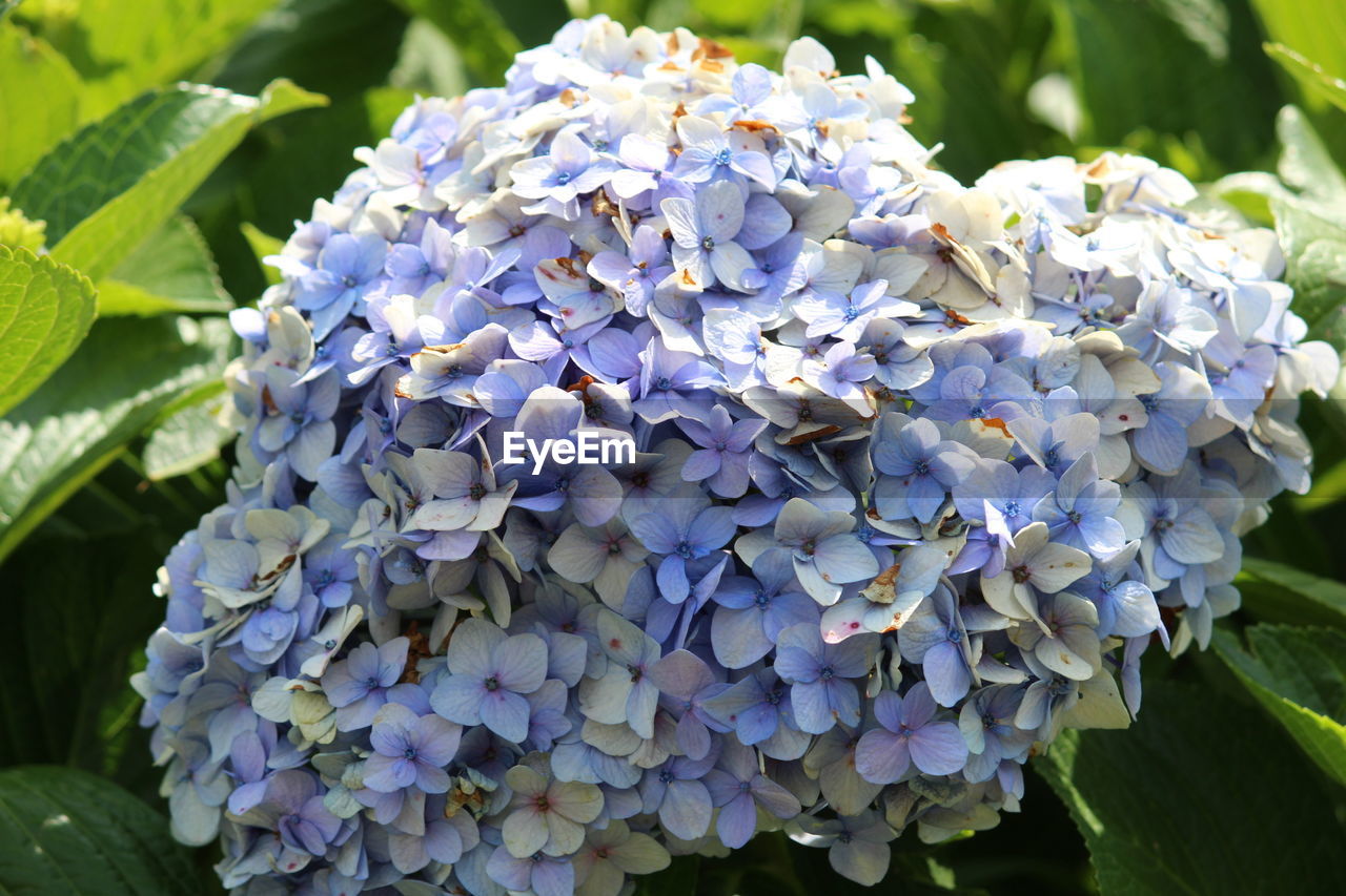 CLOSE-UP OF FRESH PURPLE HYDRANGEA FLOWERS IN BLUE