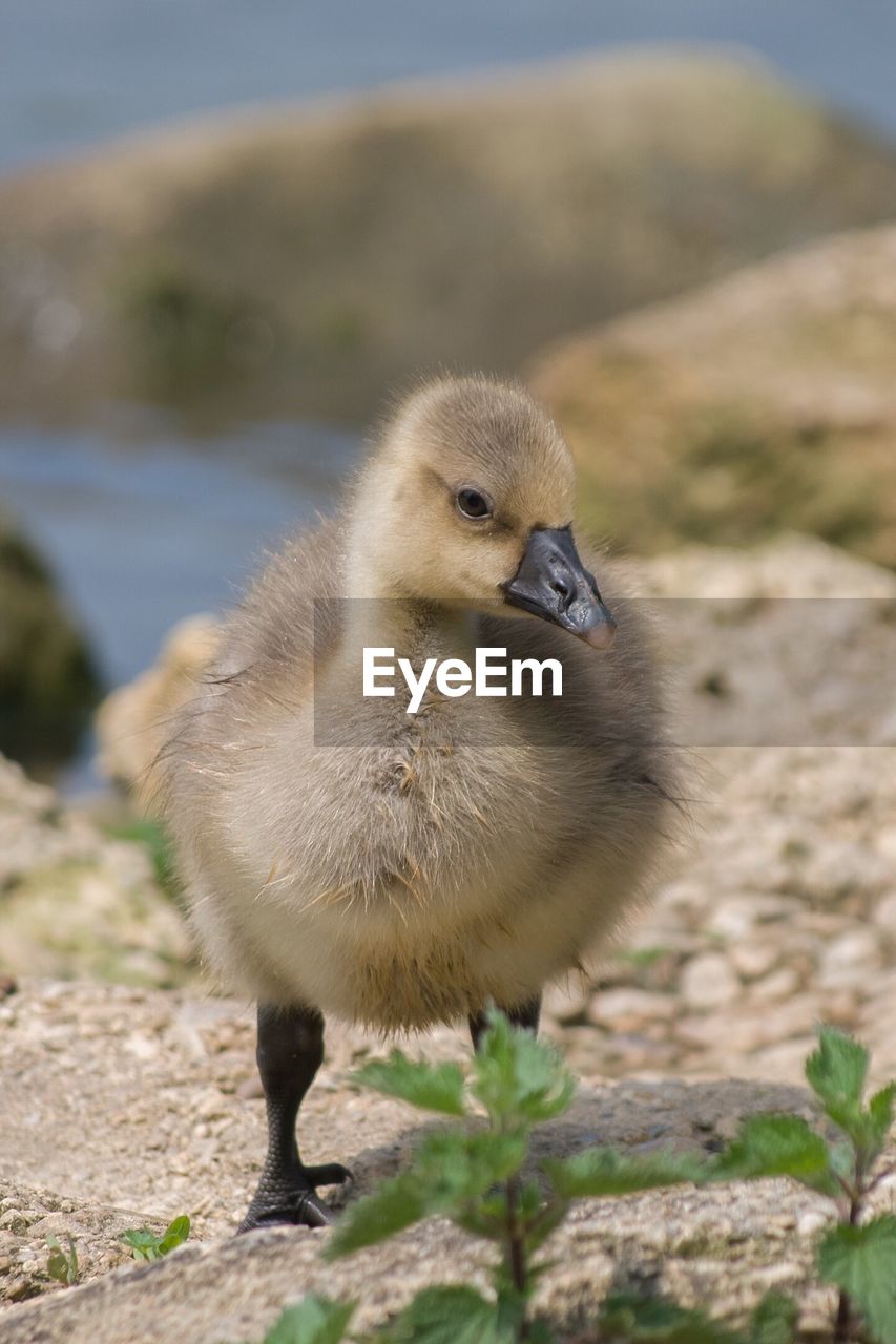 Close-up of gosling on field