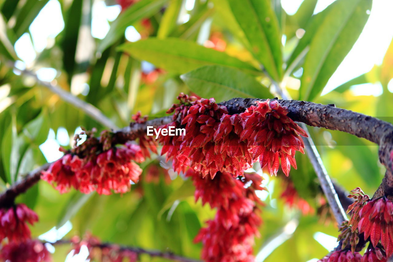 Close-up of red flowers