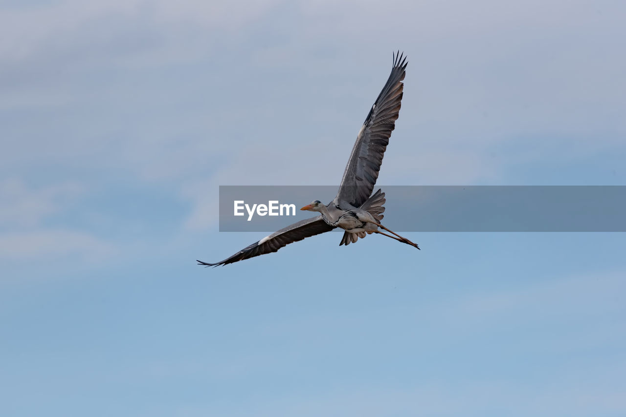 LOW ANGLE VIEW OF BIRD FLYING