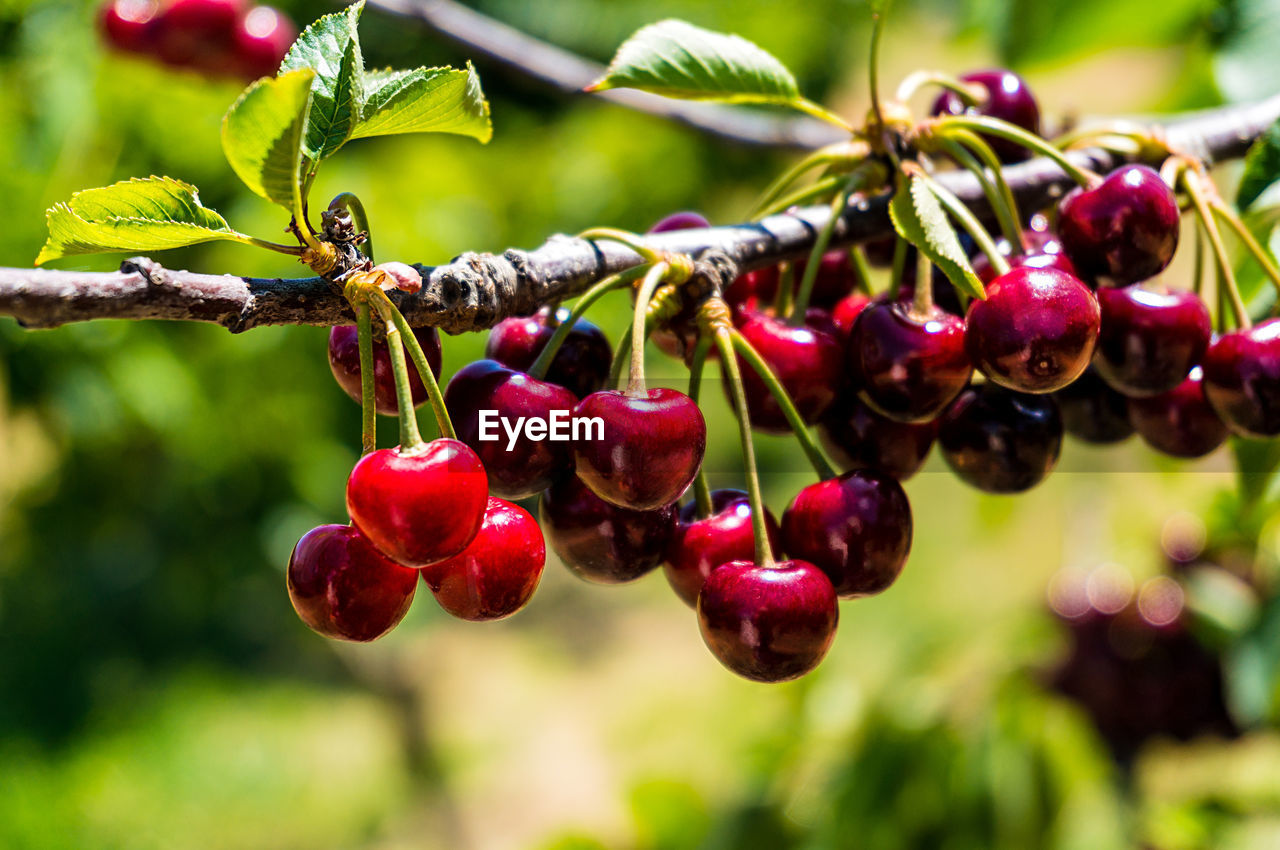Close-up of cherries hanging on tree