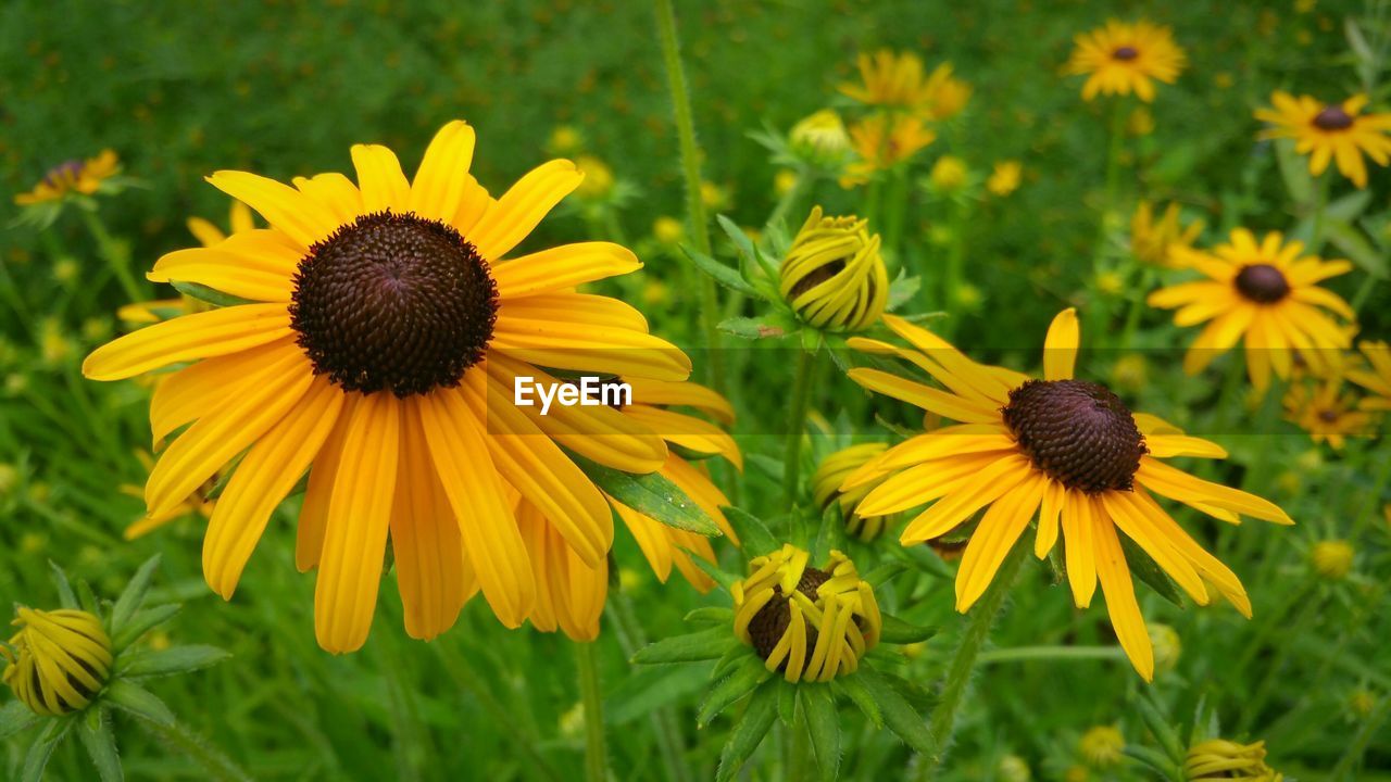 Black-eyed susan blooming outdoors