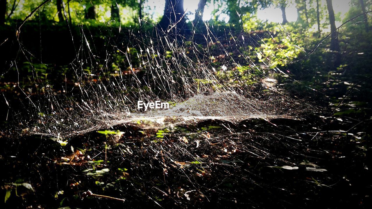 Close-up of spider web in forest