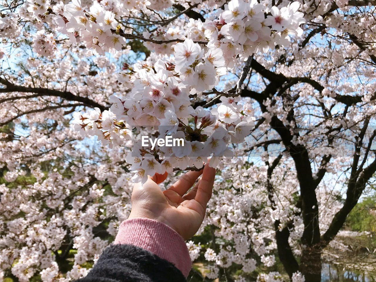 LOW SECTION OF WOMAN HOLDING CHERRY BLOSSOM