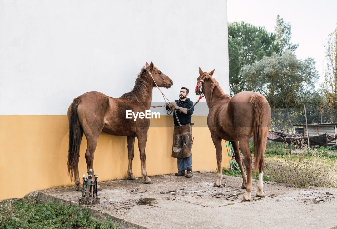 Full body of male groom in uniform holding halters of horses while standing near stable in countryside on summer day