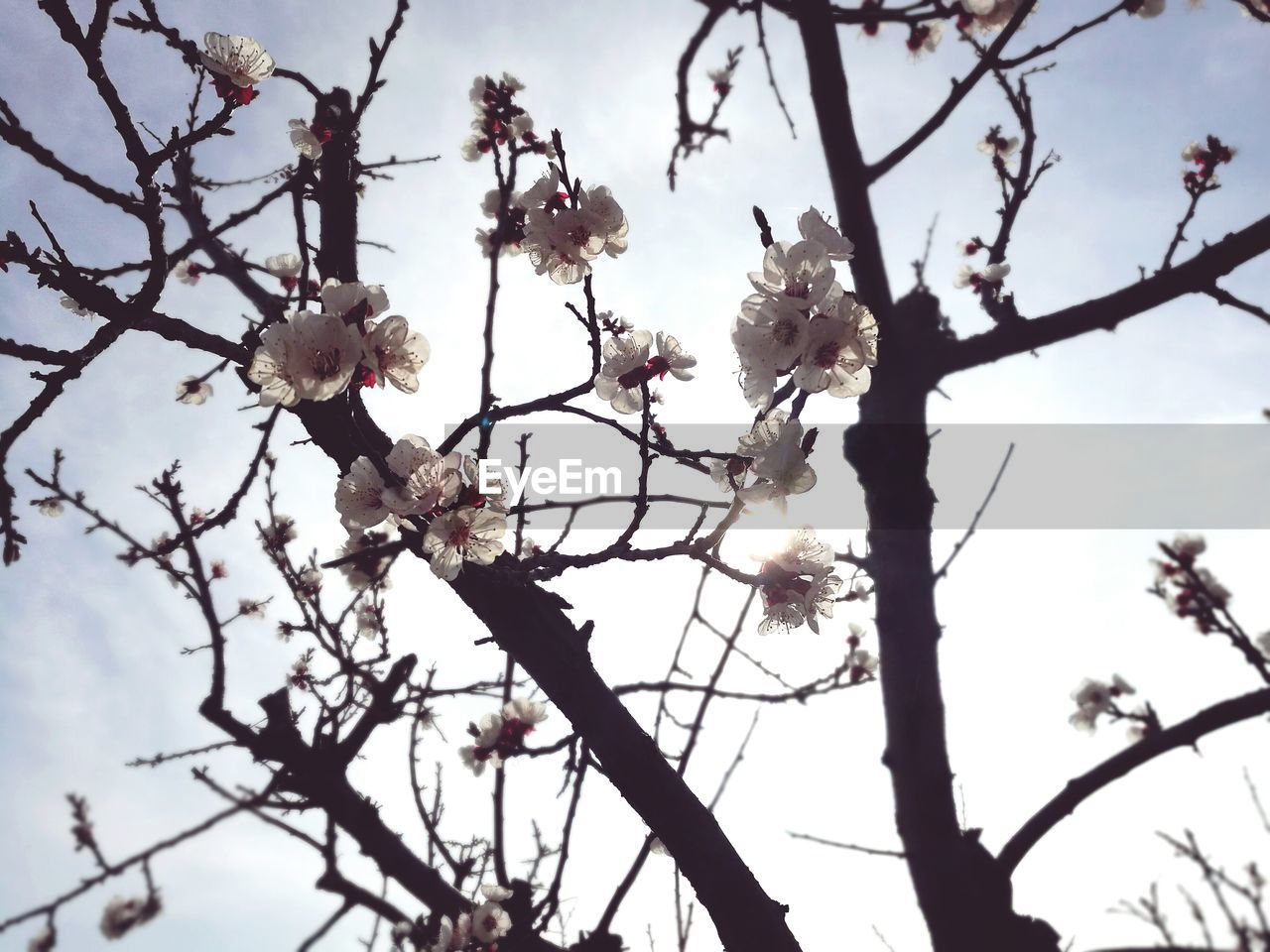 Low angle view of flowers on branch