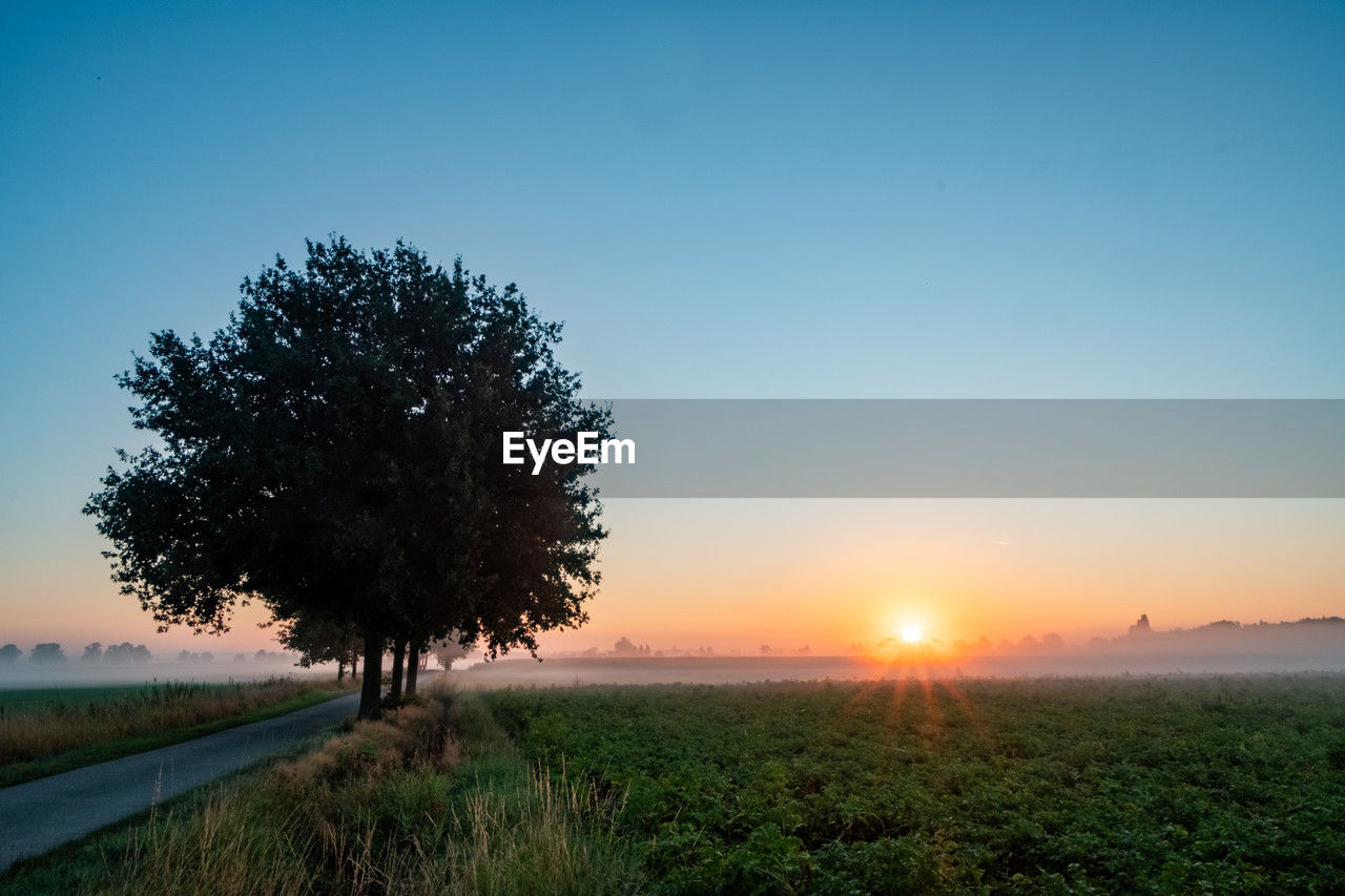 sky, plant, landscape, horizon, tree, sunset, environment, field, nature, beauty in nature, scenics - nature, tranquility, dawn, grass, land, tranquil scene, sun, sunlight, rural scene, evening, blue, no people, cloud, agriculture, idyllic, growth, non-urban scene, clear sky, twilight, hill, horizon over land, plain, outdoors, meadow, back lit, orange color, copy space, sunbeam, silhouette, summer, green, farm, crop, rural area, lens flare, reflection