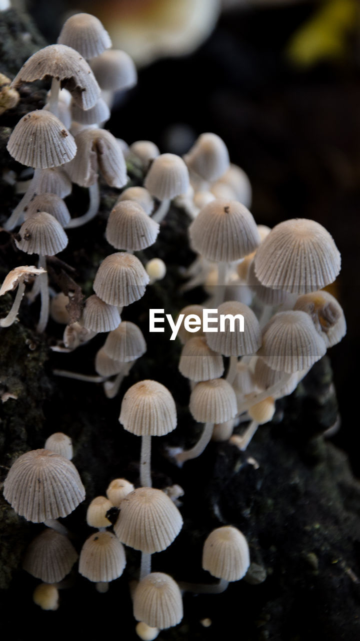 Close-up of mushrooms growing on field