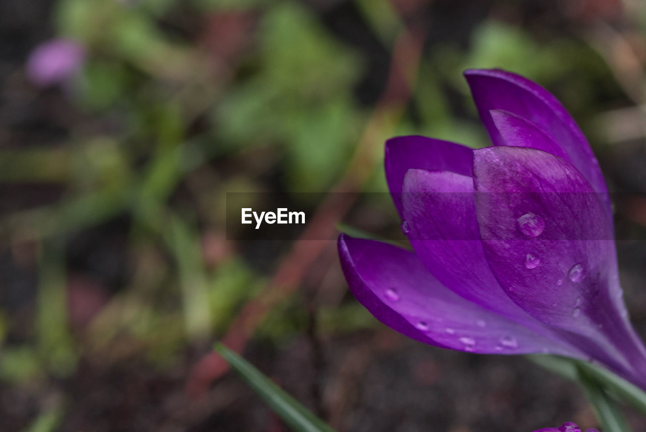 Close-up of purple crocus flower