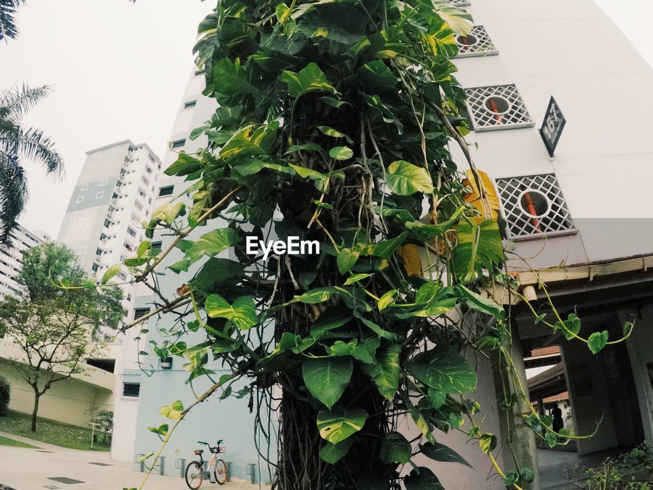 CLOSE-UP OF POTTED PLANT AGAINST BUILDING