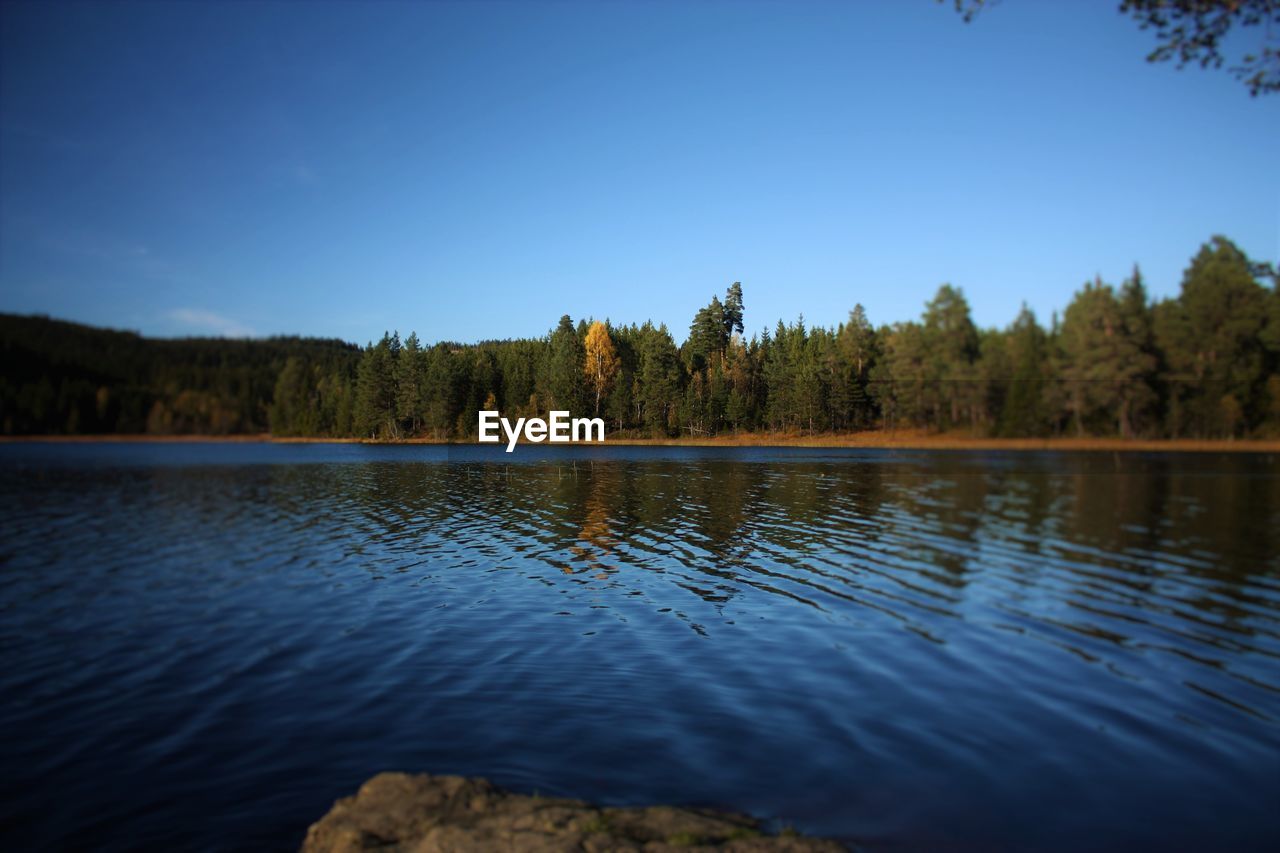 Calm lake in front of trees against clear blue sky