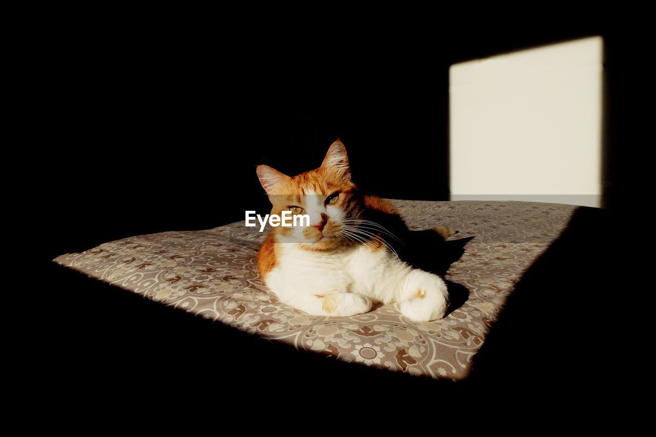 PORTRAIT OF A CAT RESTING ON A BLACK BACKGROUND