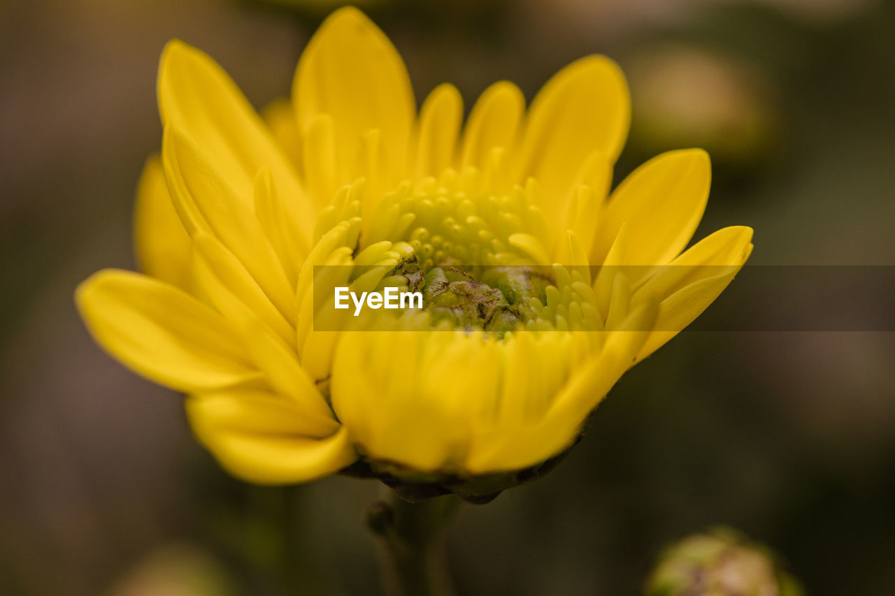 flower, flowering plant, plant, freshness, yellow, beauty in nature, close-up, flower head, fragility, nature, petal, growth, macro photography, inflorescence, focus on foreground, no people, plant stem, selective focus, outdoors, springtime, blossom, botany, wildflower, summer, macro, vibrant color, pollen, day, environment
