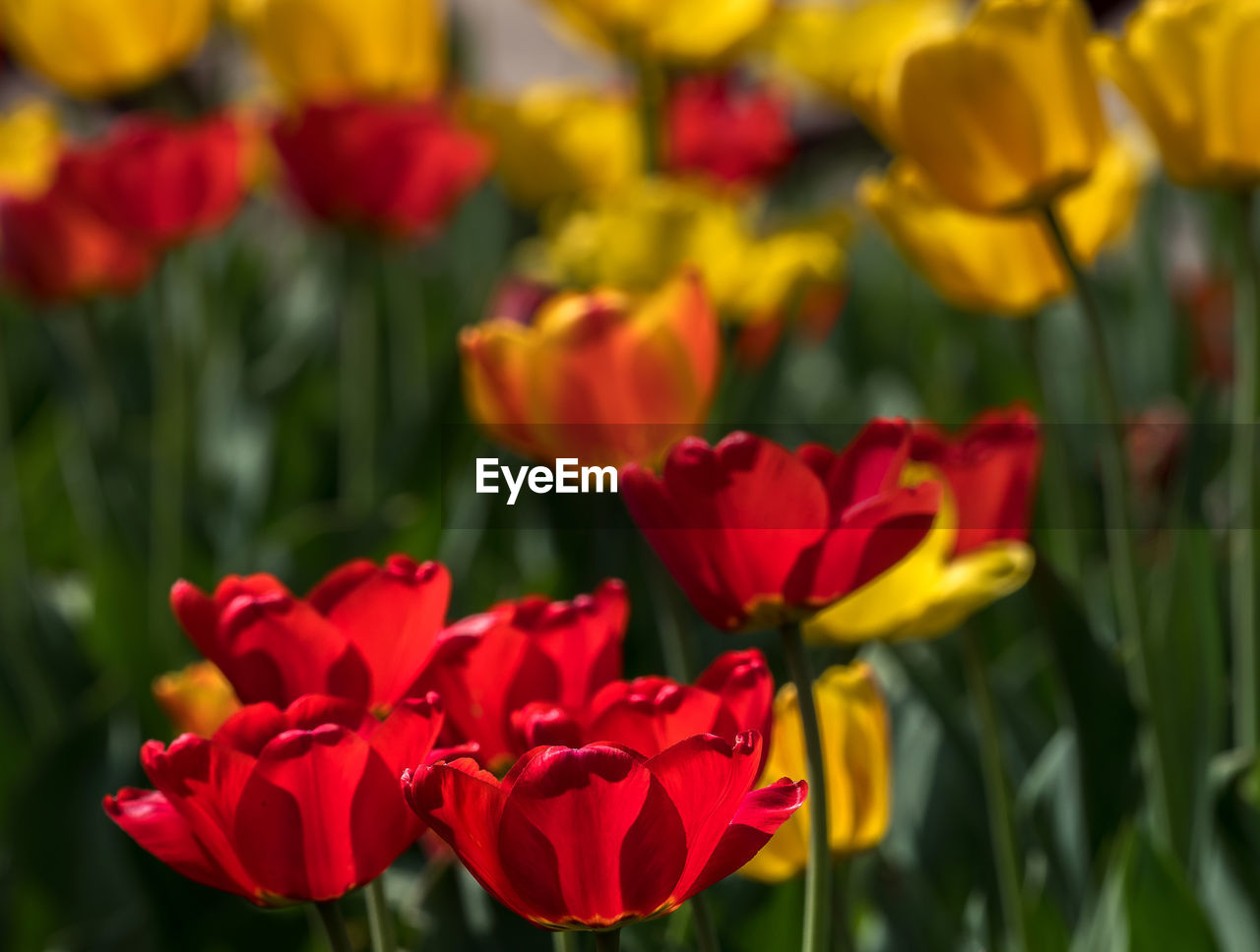 Close-up of tulips growing on field