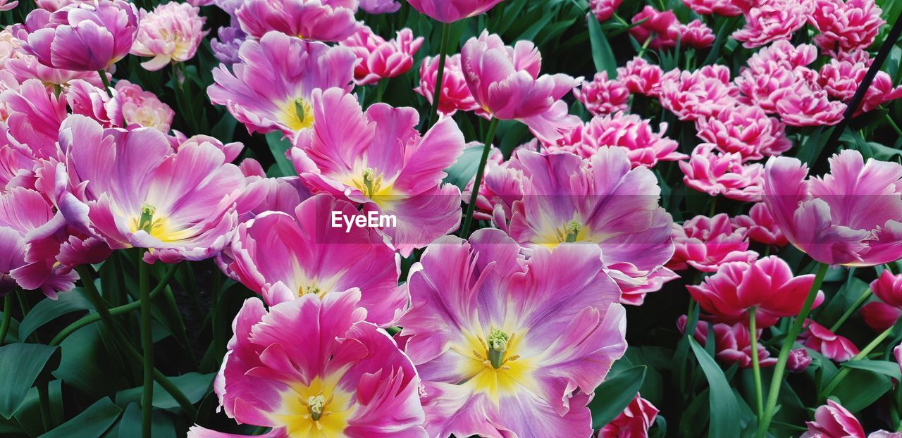 Close-up of pink flowers