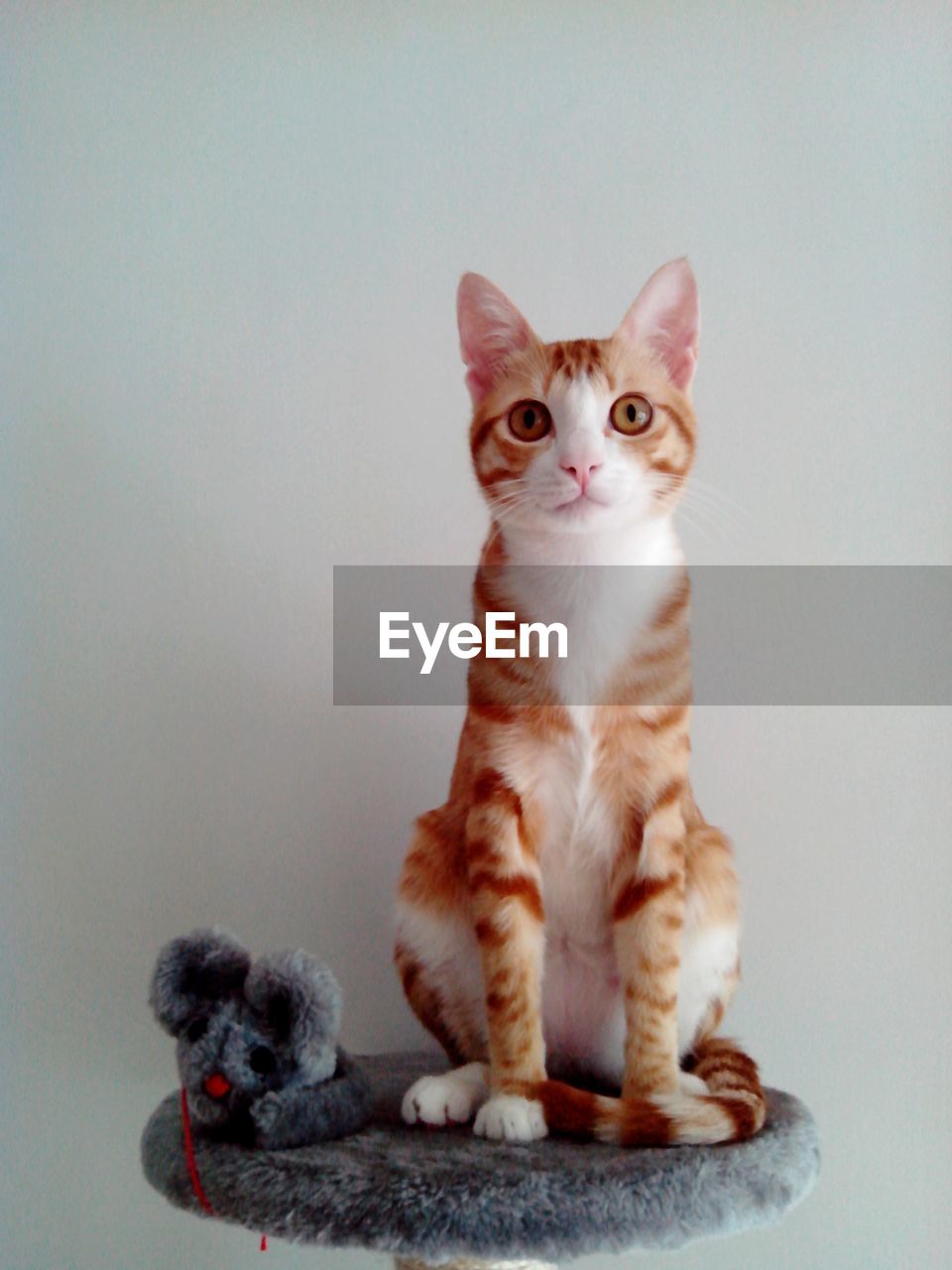 PORTRAIT OF CAT LOOKING AT CAMERA