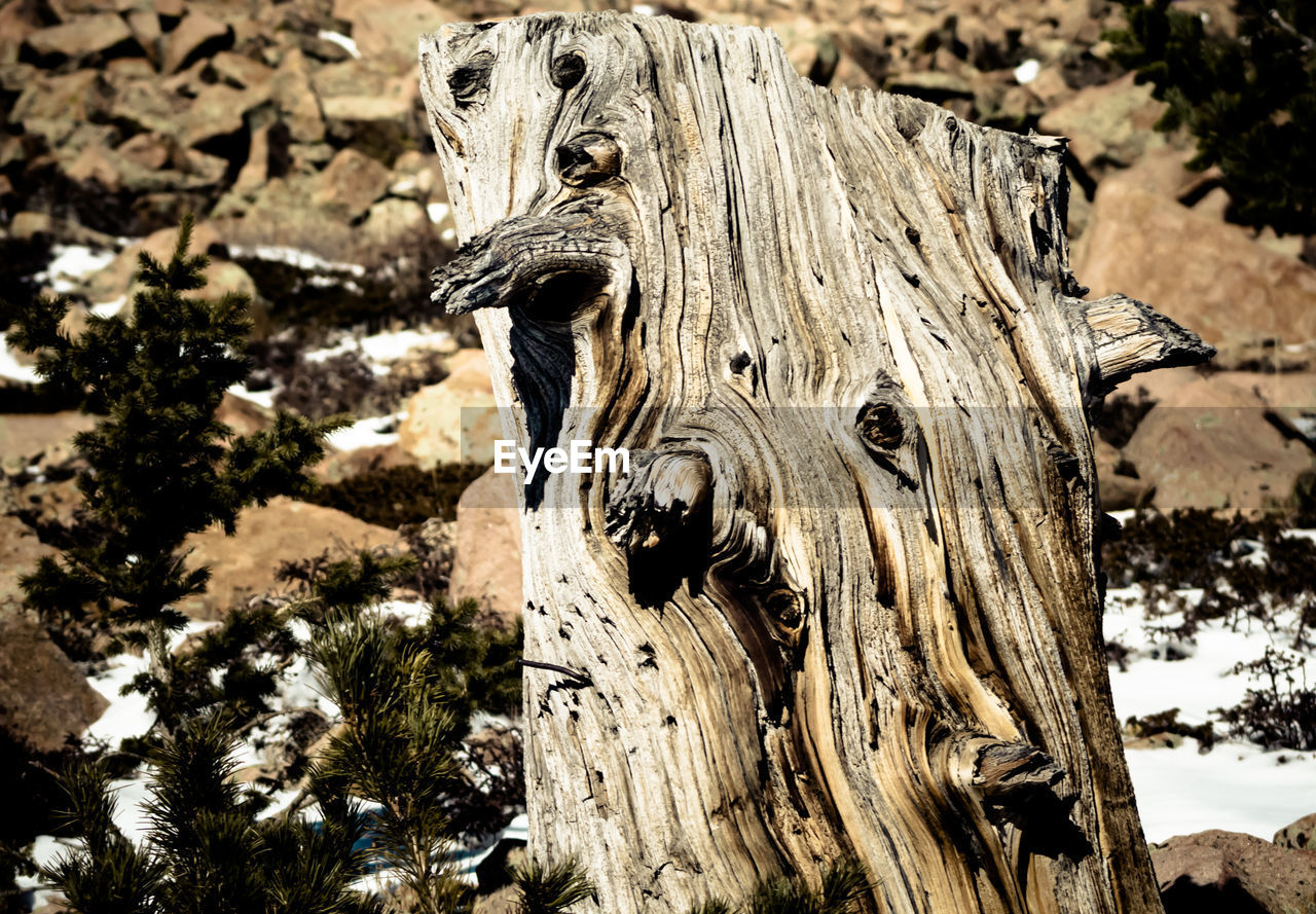 CLOSE-UP OF TREE TRUNK ON WOOD