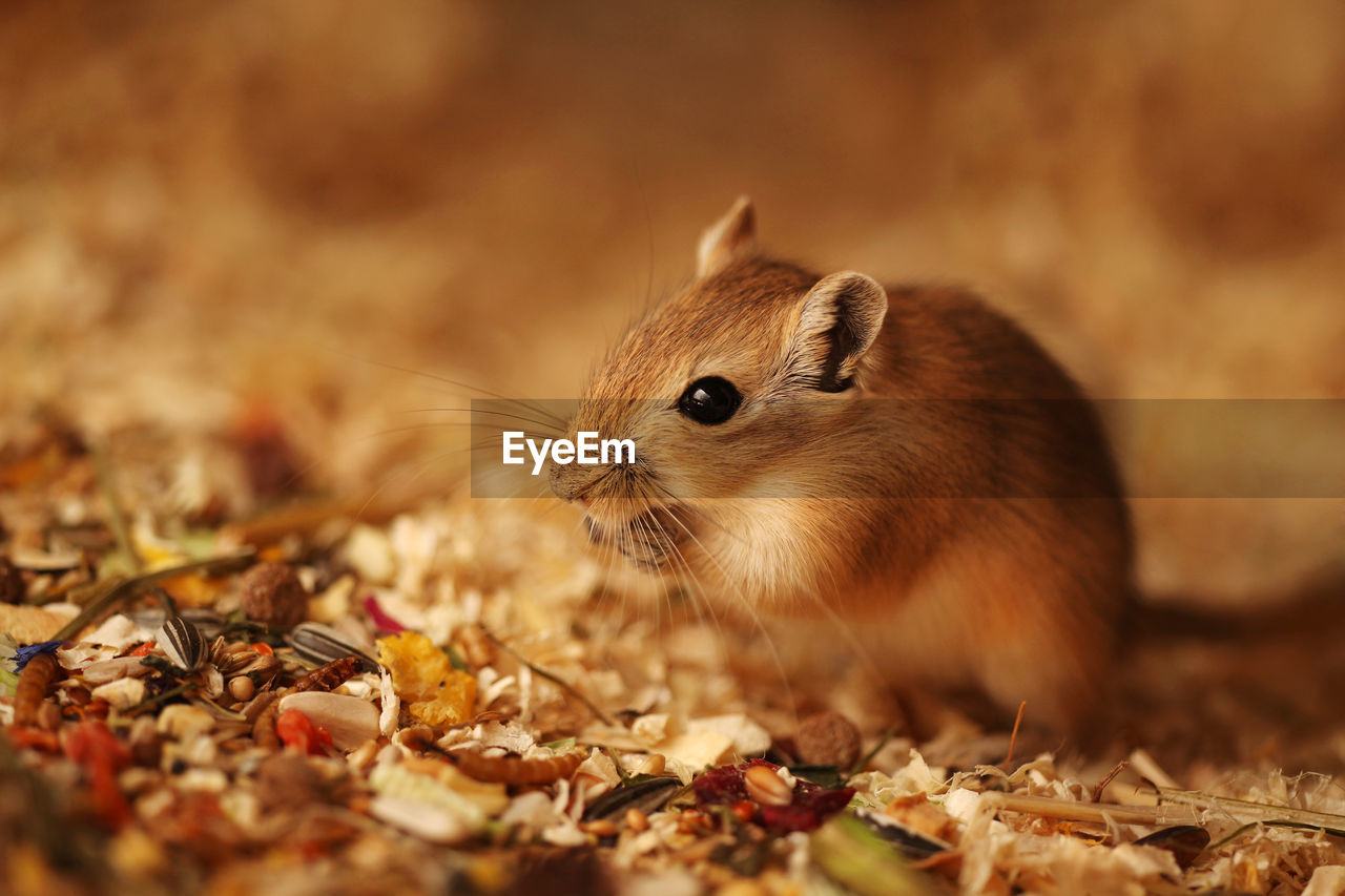 Close-up of gerbil on field