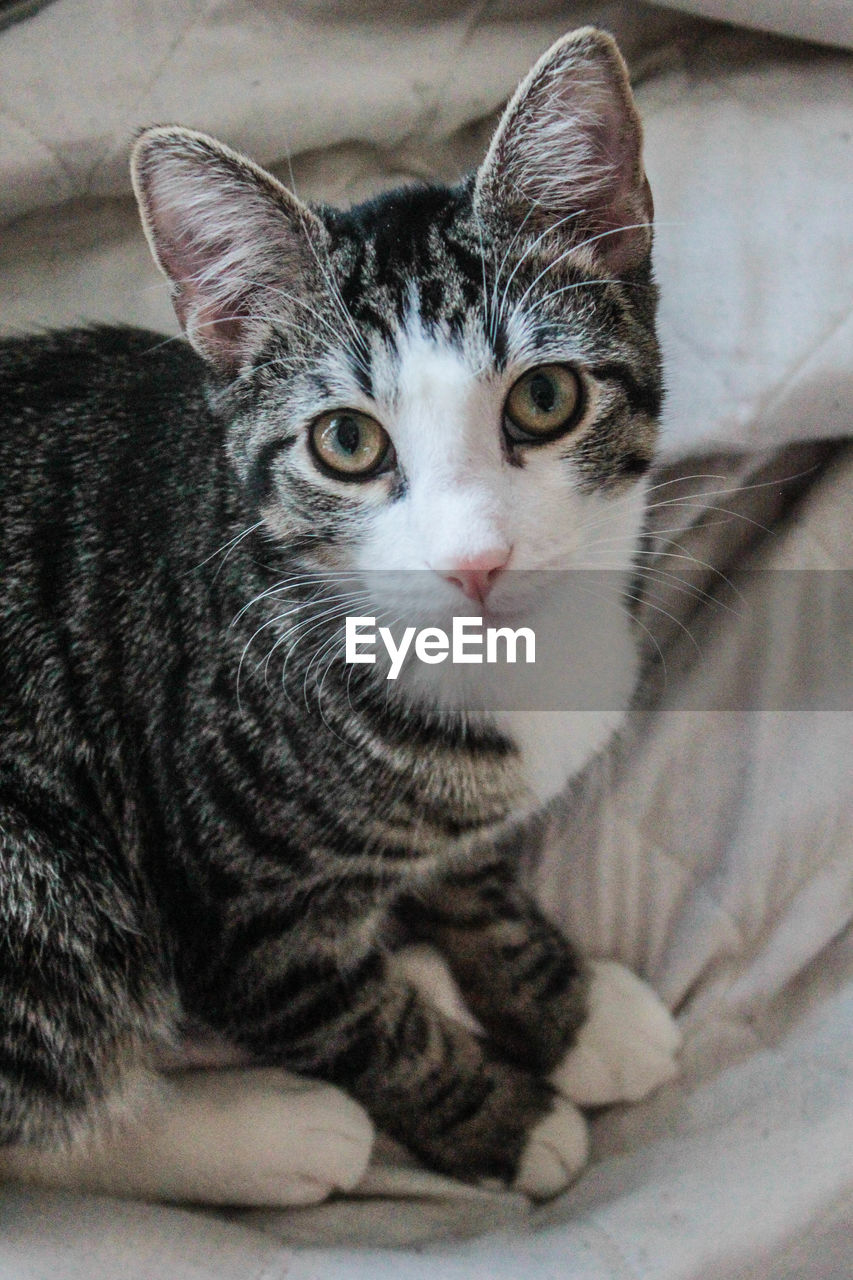 Close-up portrait of cat sitting on bed at home