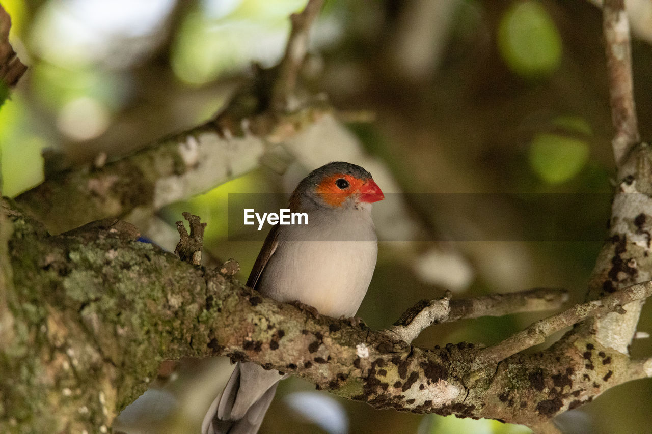 BIRD PERCHING ON A BRANCH