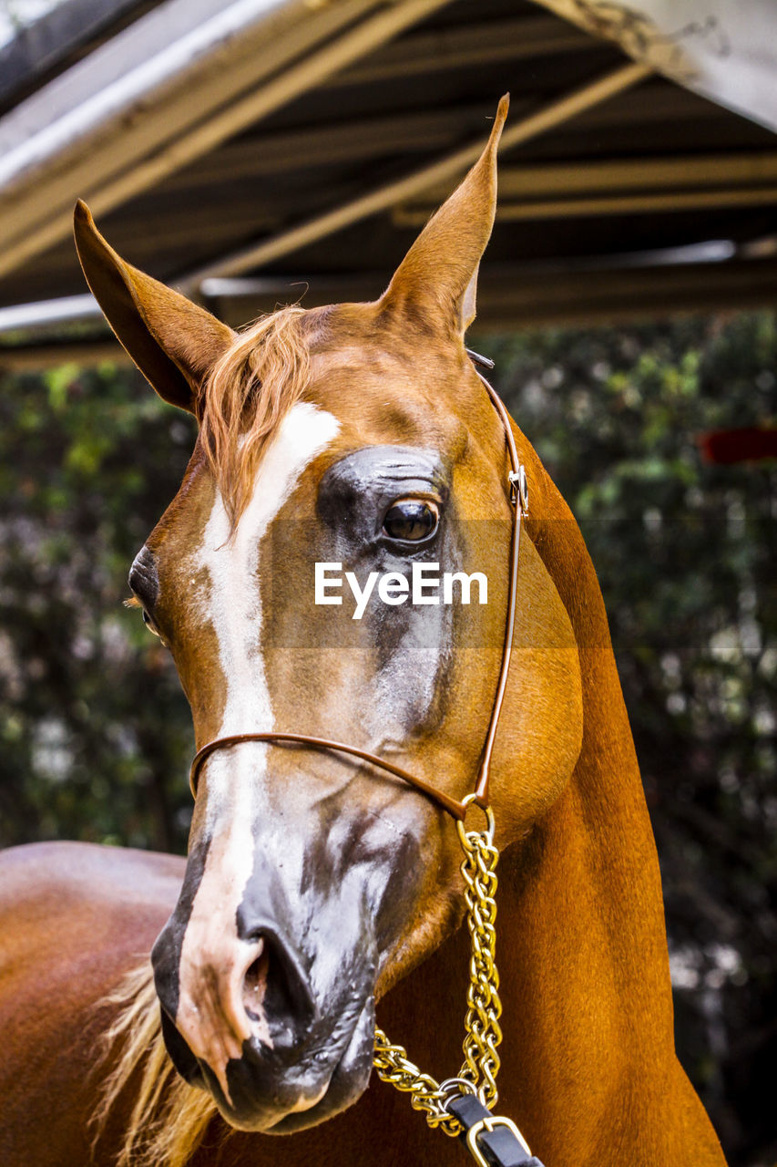 Close-up of a horse sideways