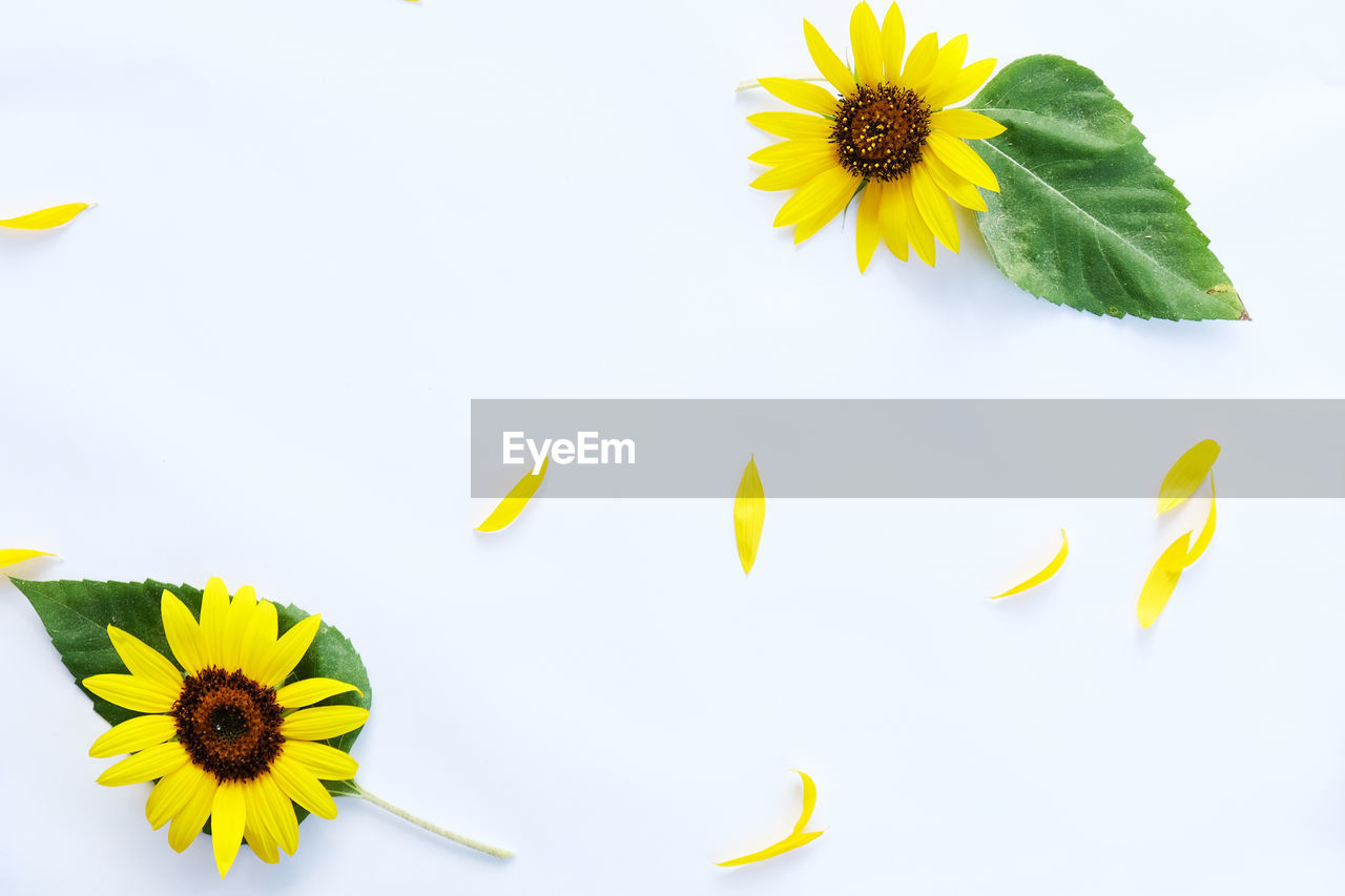 HIGH ANGLE VIEW OF SUNFLOWER AGAINST YELLOW BACKGROUND