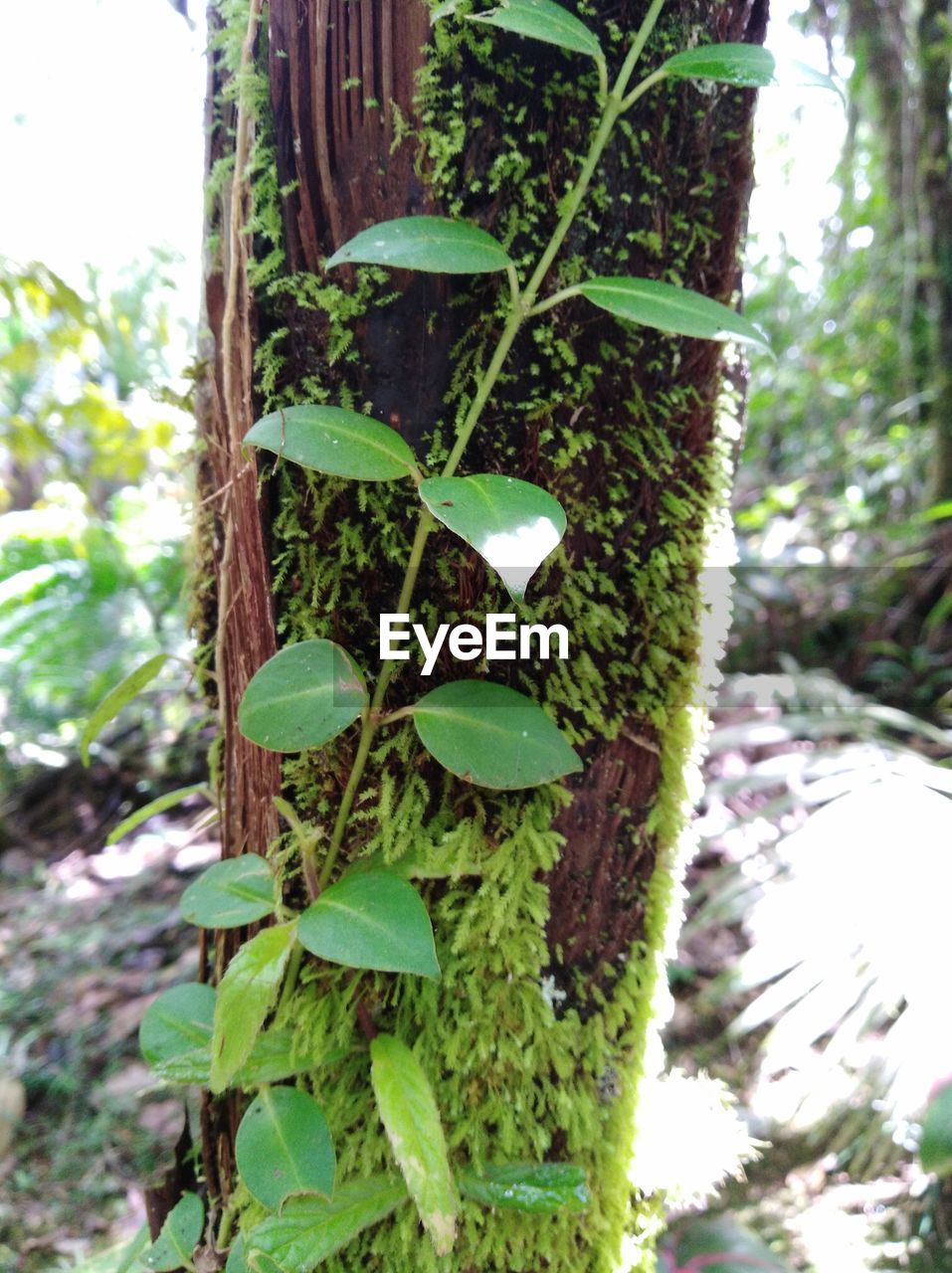 CLOSE-UP OF IVY GROWING ON TREE