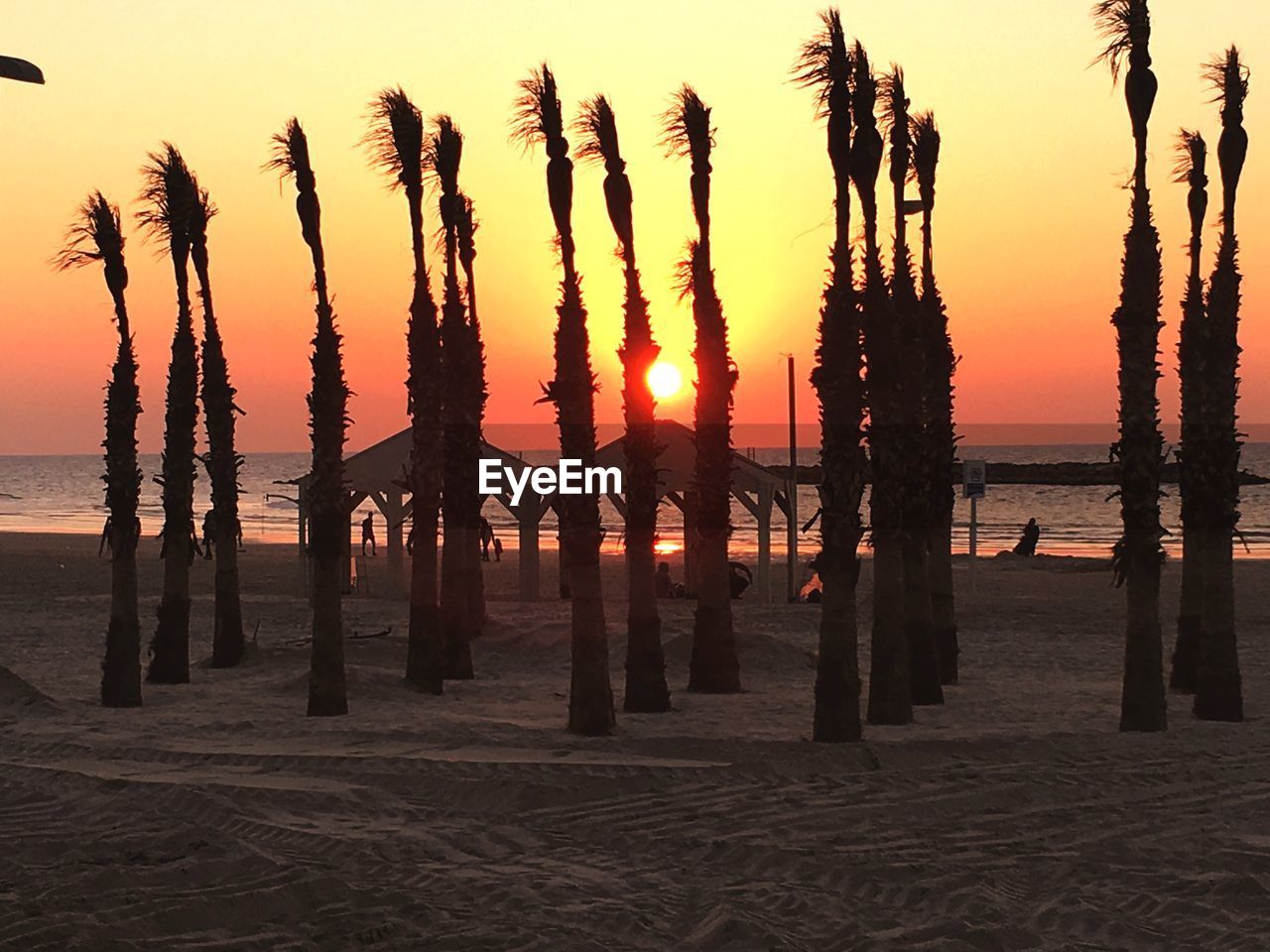 Silhouette trees on beach against sky during sunset