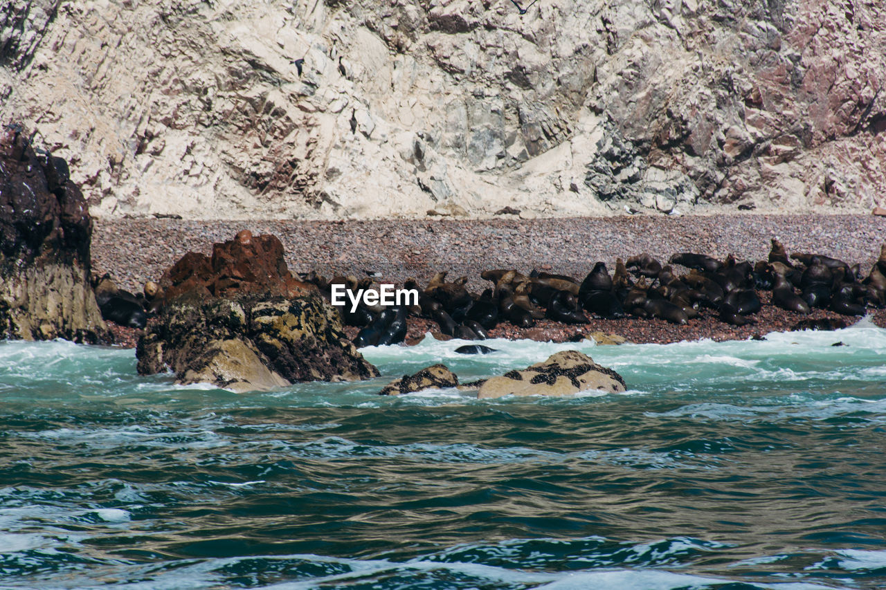 Rare view of sea lions on shore