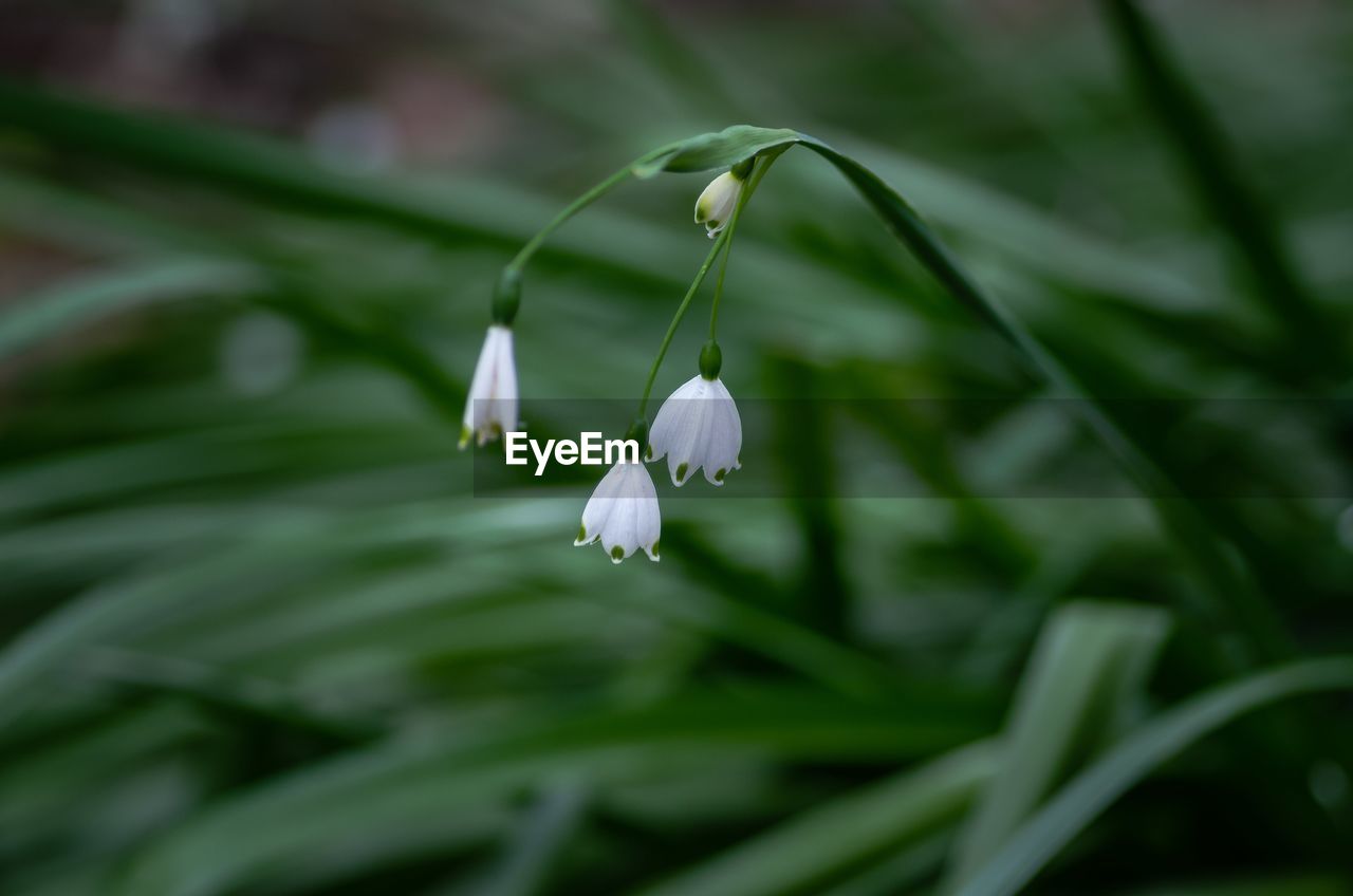 plant, flower, flowering plant, beauty in nature, freshness, green, close-up, nature, snowdrop, growth, fragility, grass, petal, no people, white, springtime, leaf, plant part, focus on foreground, inflorescence, flower head, water, plant stem, outdoors, botany, drop, macro photography, day, blossom, wet, selective focus, environment